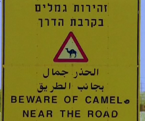 The Scoop: Boy Creates Camel Vests to Help Save Lives 