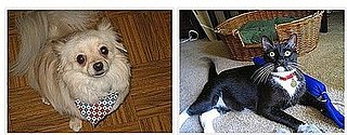 Which Pet Is Cuter? You Decide! 
