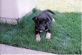 Nike as a puppy
