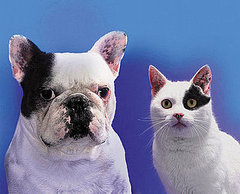 Which Pet Is Better For Your Health? Cats vs. Dogs Which Pet Is Better For Your Health? Cats vs. Dogs