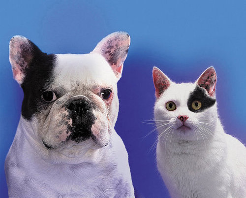 Fact or Fiction: Can You Catch a Cold From Your Pet?