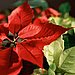 Holiday Plants