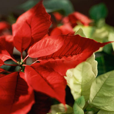Holiday Plants Holiday Plants