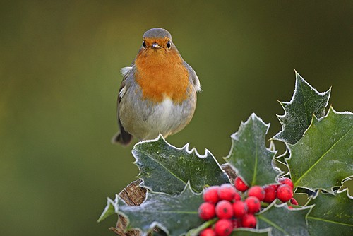 Merry Christmas