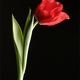 Tulip2371