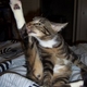 kittyink