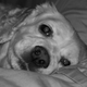 Zoe Girl Zoe Girl