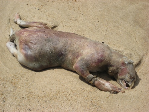 "Dead Monster Washes Ashore in Montauk"