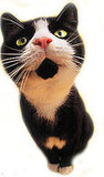 What breed of cat is it?