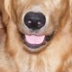 ilovemygolden
