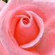 babyroses babyroses