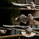 birdsinflight birdsinflight