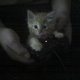cutekittyvet cutekittyvet