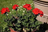 My Garden June 2008