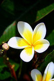 Plumeria