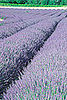 Casa Quickie: Herbal Carpet Cleaning