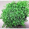 Name This Houseplant