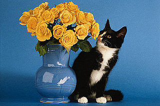 How-To: Protect Your Plants from Your Pets