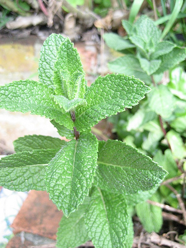 Name This Plant