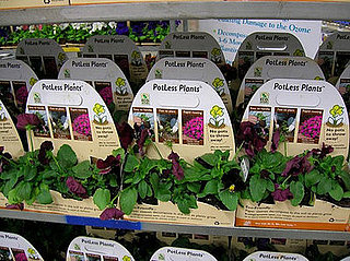 Cool Idea:  Potless Plants
