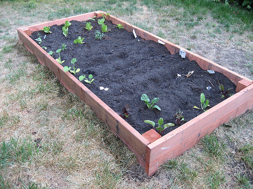 DIY:  Planting Your Garden Box