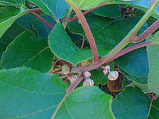 Name This Tree