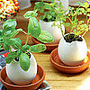 Garden Therapy:  Egglings