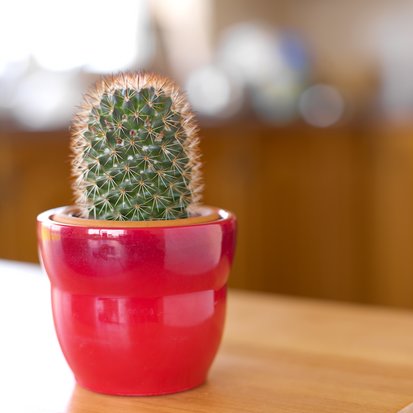 Room Therapy: Low-Maintenance House Plants? Room Therapy: Low-Maintenance House Plants?