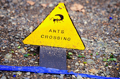 How-To: Getting Rid of Household Ants