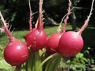Midday Muse: How Does Your Garden Grow?