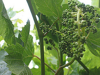 Name This Plant