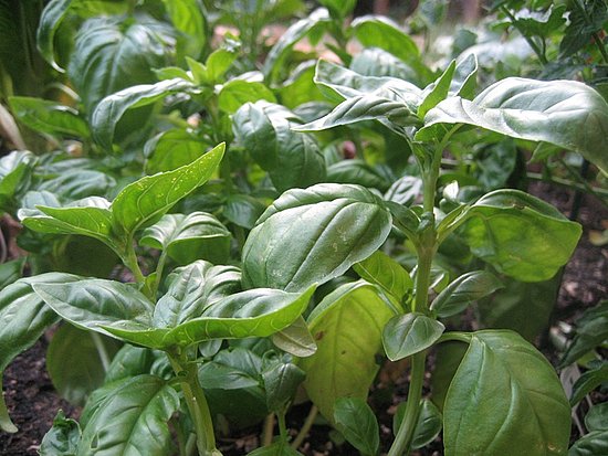 Name This Plant Name This Plant