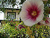 Name This Flower