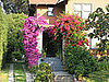 Midday Muse: Wild Colors