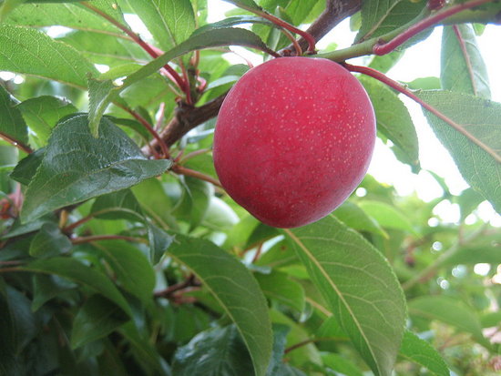 Name This Fruit Tree