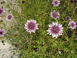 Name This Flower
