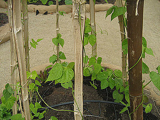 Name This Plant