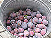 Casa Verde: Grow Your Own Fruit