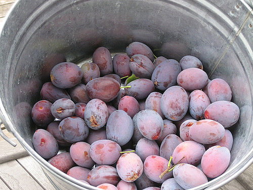 Casa Verde: Grow Your Own Fruit