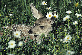 Primer: Plants That Deer Don't Like