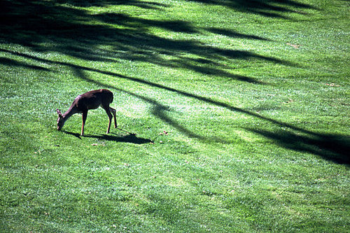 How-To: Keeping Deer Out of Your Garden