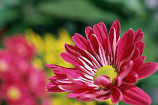 Six Perennials With Late-Flowering Habits