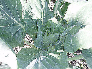 Name This Plant