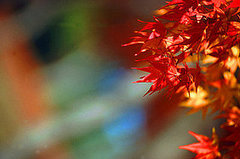 Do You Decorate With Autumn Leaves?