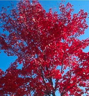 Fall Garden: Scarlet Jewell Maple