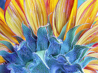 Su Casa: Sunny Days and Beautiful Blooms