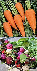 Casa Quickie: Plant Carrots With Radishes Casa Quickie: Plant Carrots With Radishes