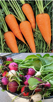 Casa Quickie: Plant Carrots With Radishes