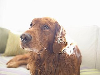 DIY:  Quick Fix For Pet-Gnawed Sofa