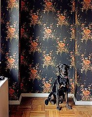 Love It or Hate It? Pets in Shelter Photos Love It or Hate It? Pets in Shelter Photos